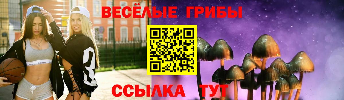 Псилоцибиновые грибы Cubensis Котовск